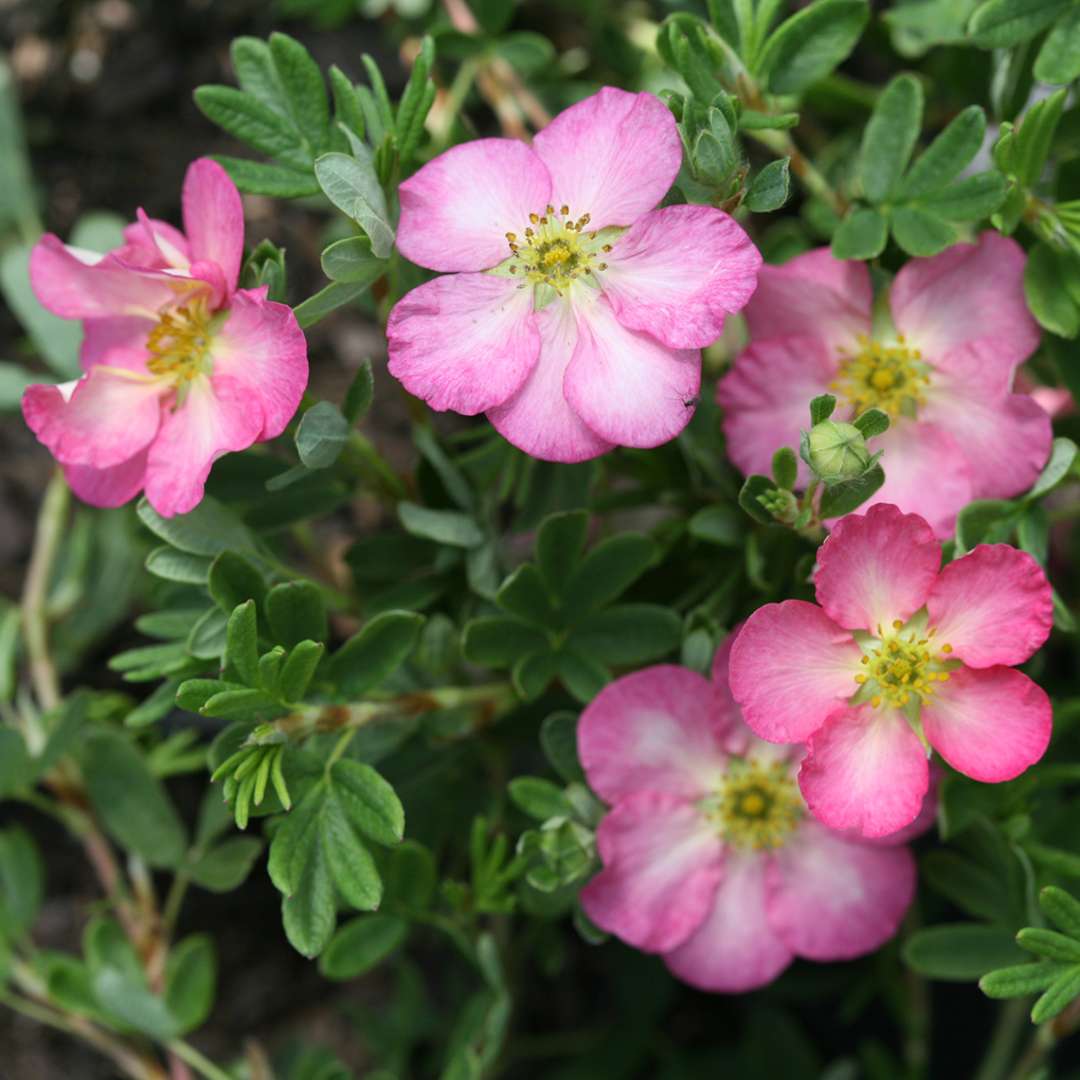 Group of five pink and white Happy Face Hearts potentilla flowers